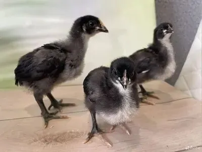 Qora shag'zoda jojalari bor 10 dona Sotiladi