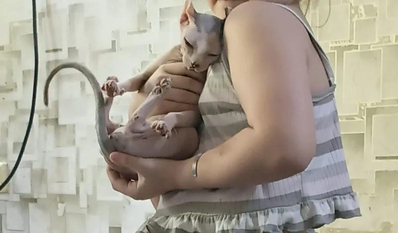 породистая кошка Свинкс — фото 3