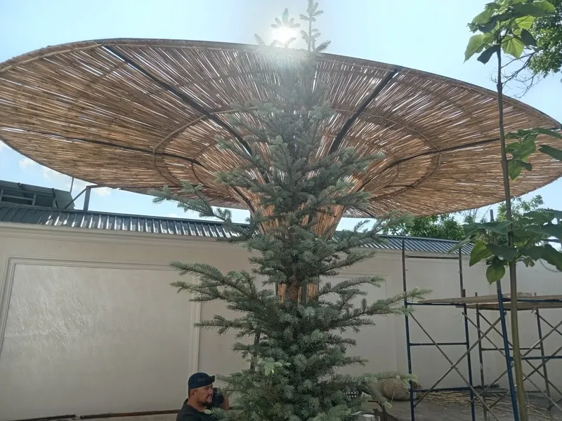 Камыш декоративный 2