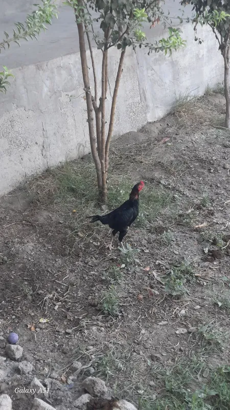 Dakang xuroz tavuq
