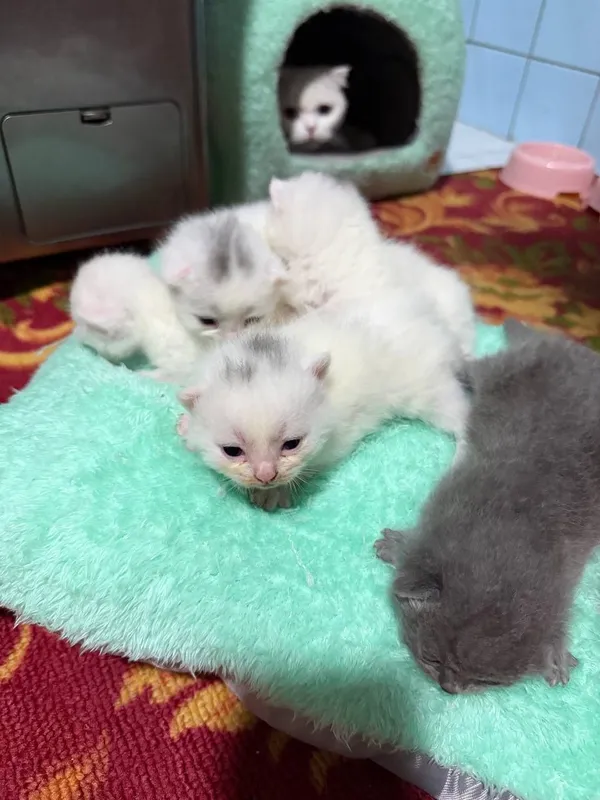 Продается кошечка и 5 котята , цена за всех — фото 3