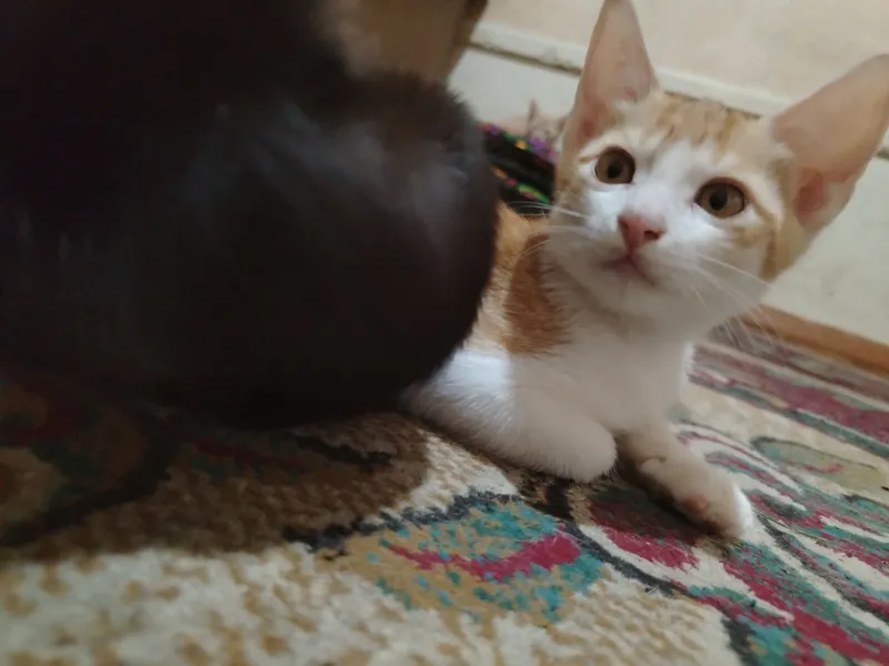 Котята в добрые руки Котята в добрые руки