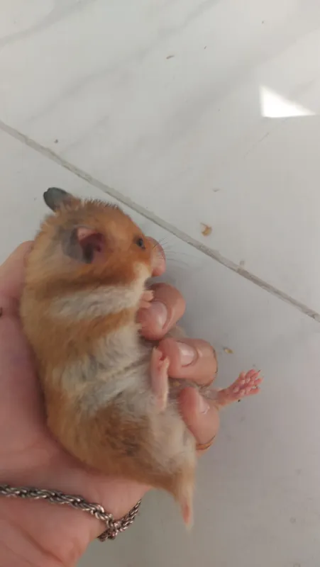 xomyaklar, dada, ona va bola, ovqat yeyishni va uxlashni yaxshi ko‘radi 4