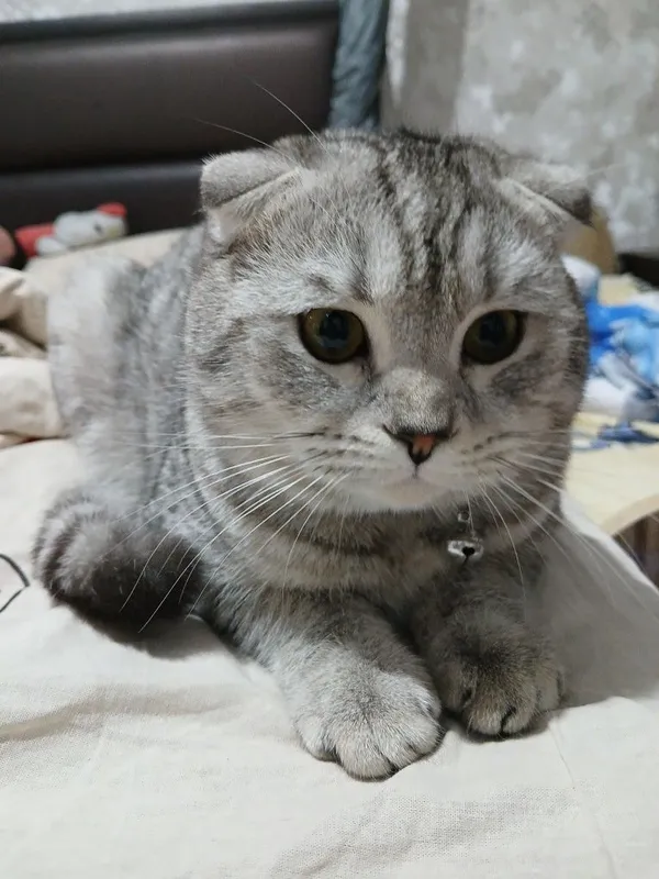 Scottish fold silver erkak'' SOTILMAYDI,,nasl — фото 1