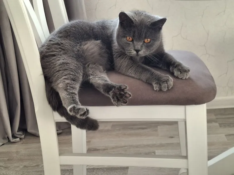 Продаются породистые котята. — фото 3