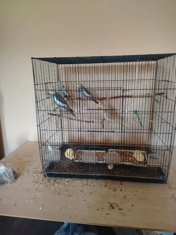 Korella (Cockatiel) to'tiqushlari qafasi bilan — фото 1