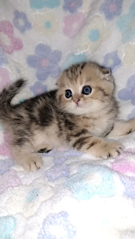 Scottish Fold mushukchasi 3