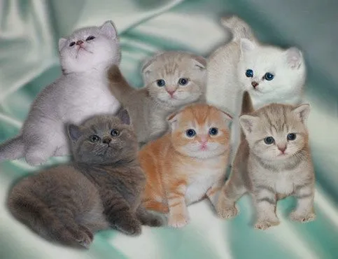 Скоттиш-фолд, скоттиш-страйт 5 Скоттиш-фолд, скоттиш-страйт 5