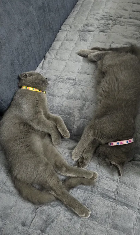 Скоттиш Страйт девочка 5 Скоттиш Страйт девочка 5