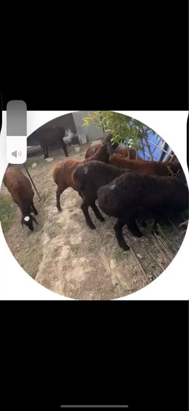 Qozi qocqorla sotiladi