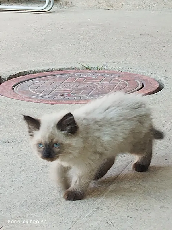 Сиамские котята. — фото 6