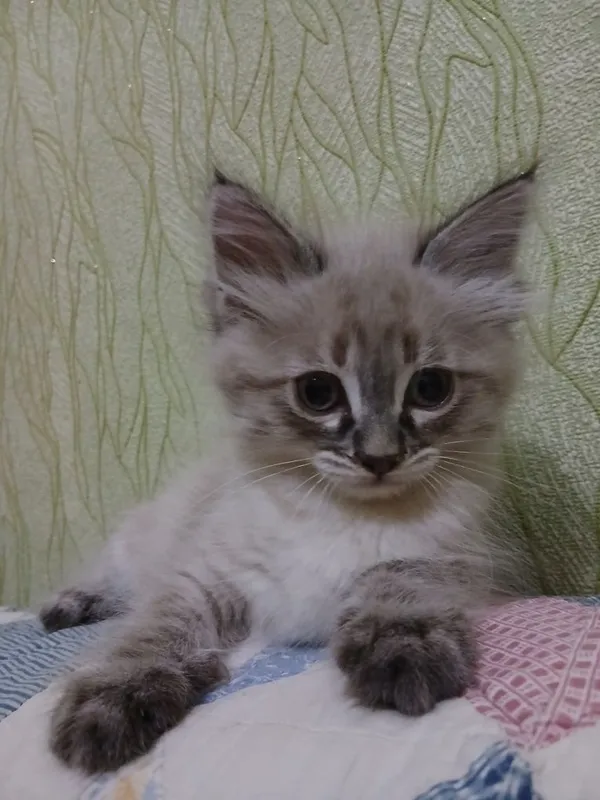 Котенок-девочка,2 месяца — фото 4