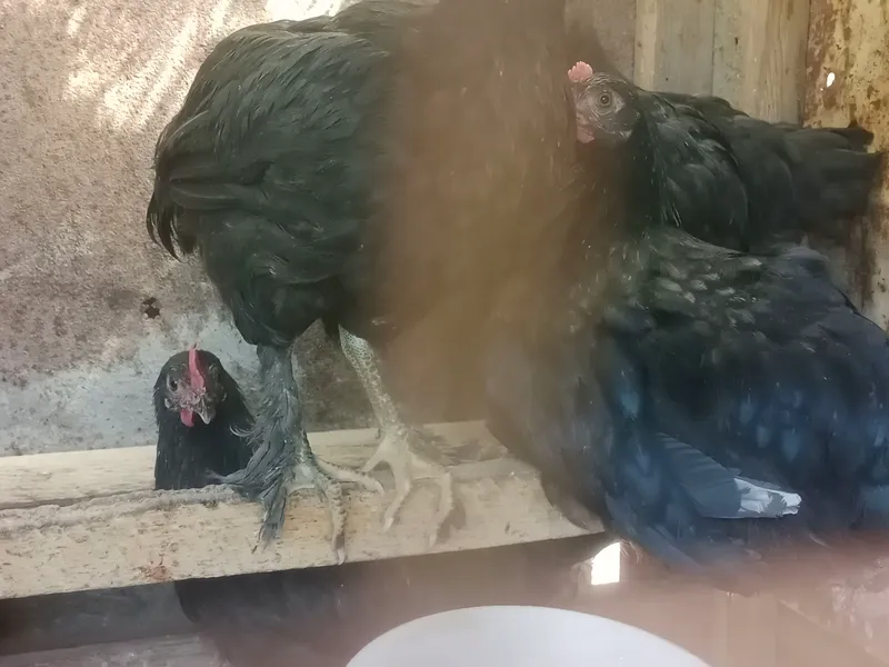 qora tovuq xoʻrozlar 10 dona sotiladi 600 ming. 2 qora tovuq xoʻrozlar 10 dona sotiladi 600 ming. 2