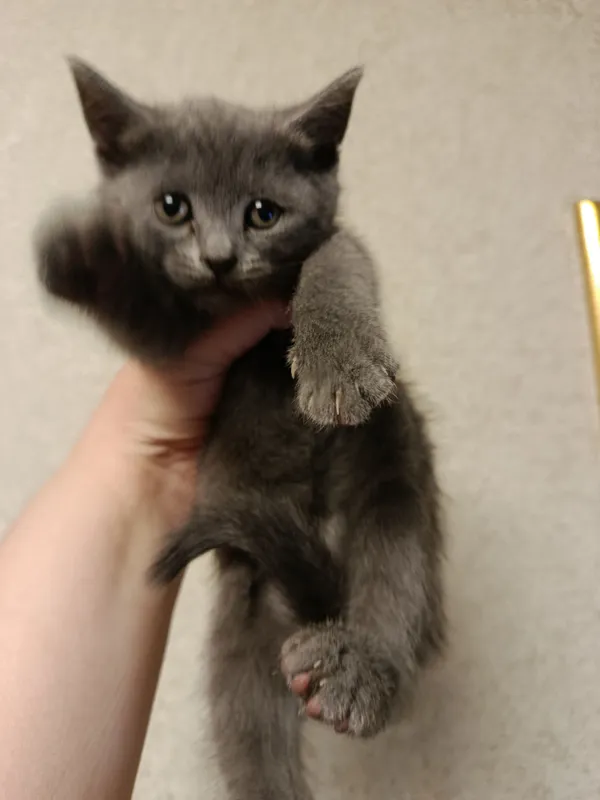 Котята продаются 2 Котята продаются 2