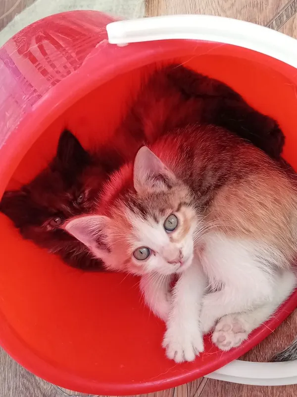 Продам не дорого котят в добрую семью...