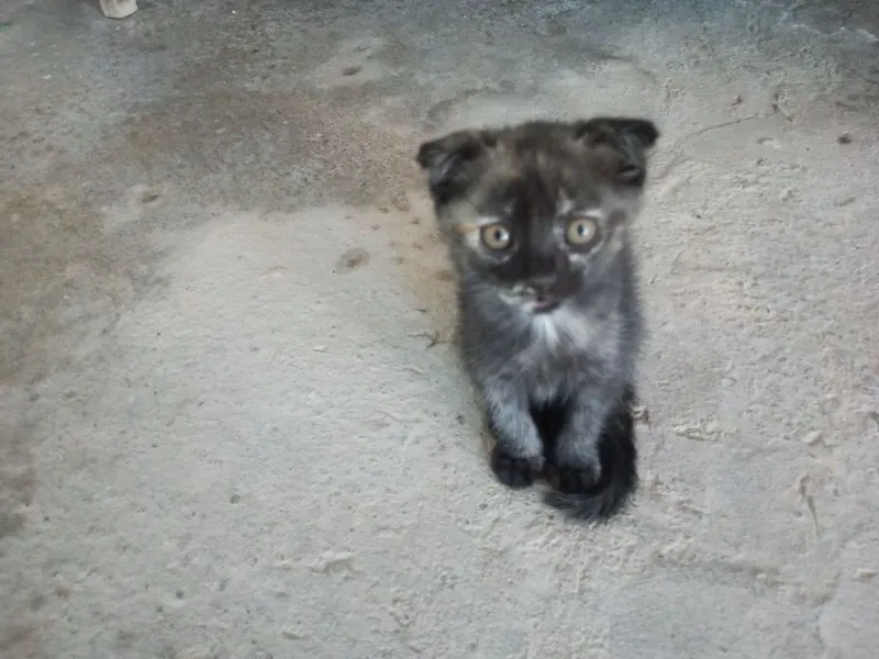 Отдам котят в хорошие руки 2 Отдам котят в хорошие руки 2