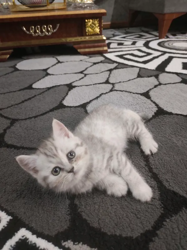 продаю пародистых котят 5