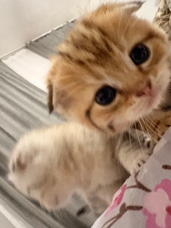 Scottish Fold va Scottish Straight mushukchalari 8