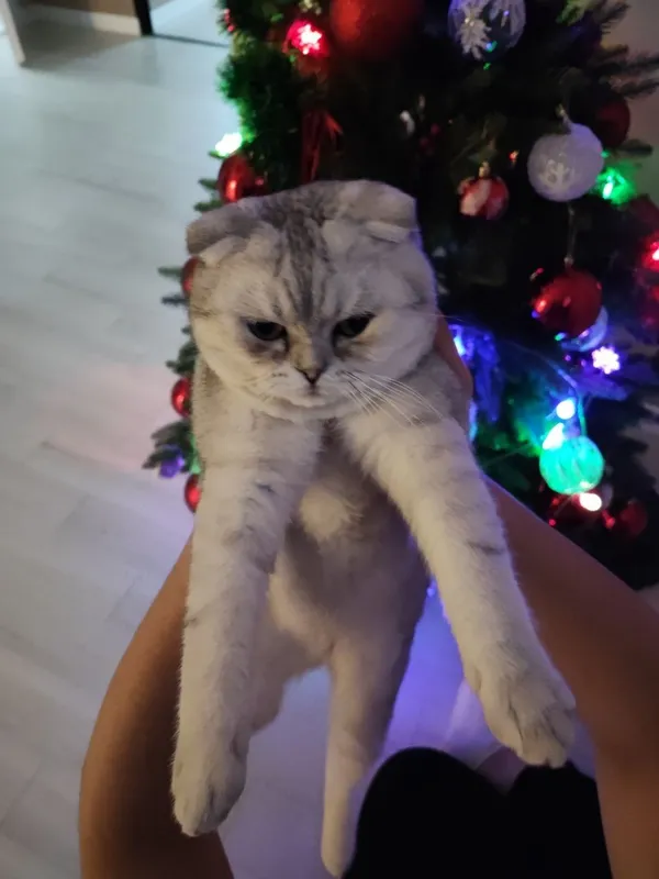 Кот породистый Шотландец 1 Кот породистый Шотландец 1