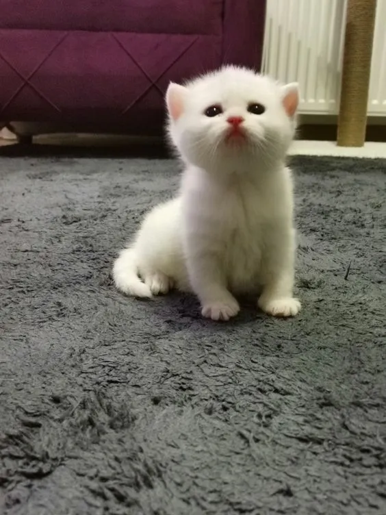 Кошки милые Шиншилла мальчик 3 Кошки милые Шиншилла мальчик 3