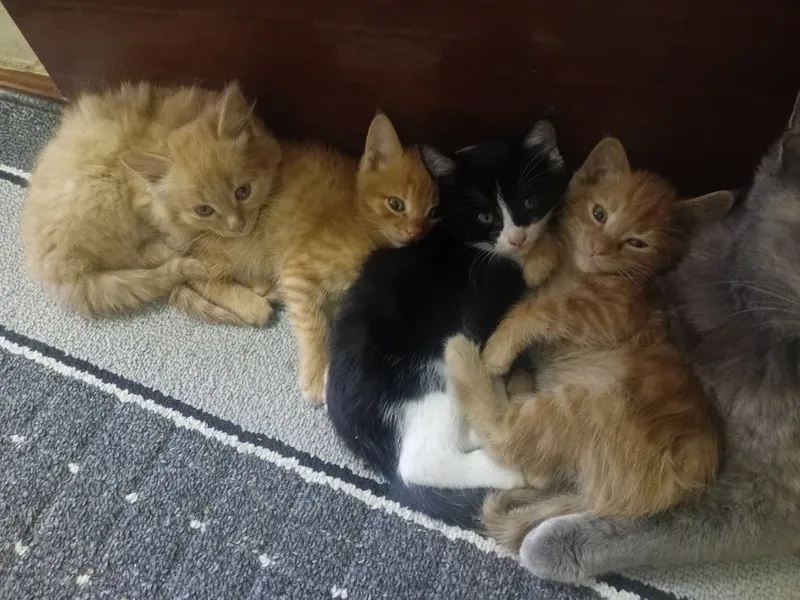 Отдам даром в добрые руки.