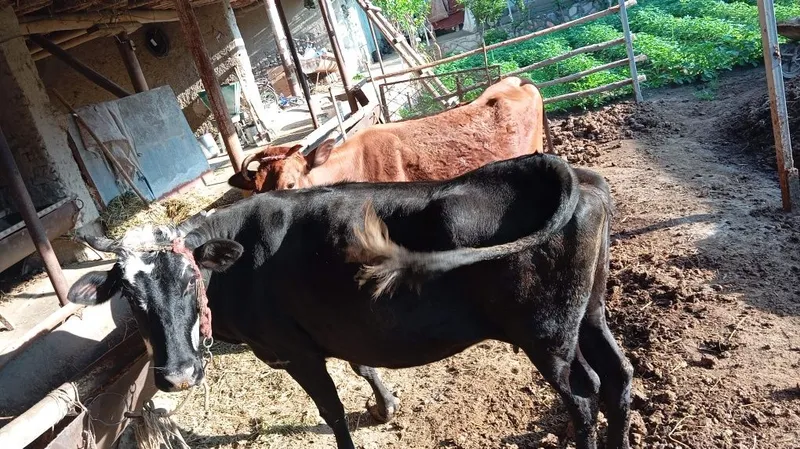 Yeb ichishi zoʻr..pul kerak sotilyapti. — фото 3
