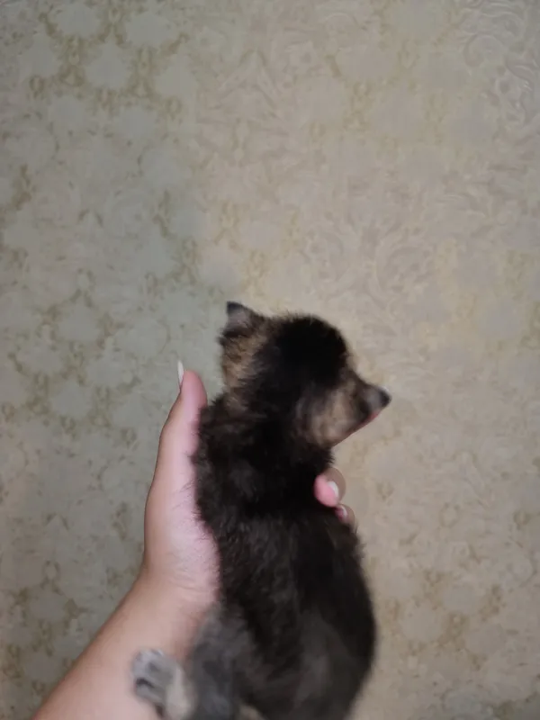 Котята под бронь — фото 6