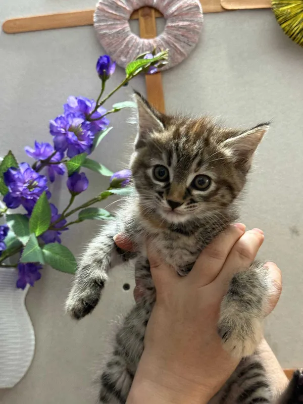 Котята Скоттиш страйт и фолд 2 Котята Скоттиш страйт и фолд 2