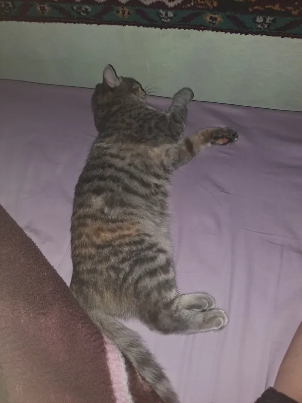 Mushukni bepul beraman 3