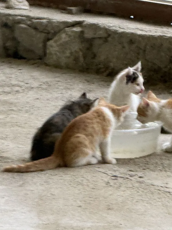 Котята 2,5 месяца бесплатно 6 Котята 2,5 месяца бесплатно 6