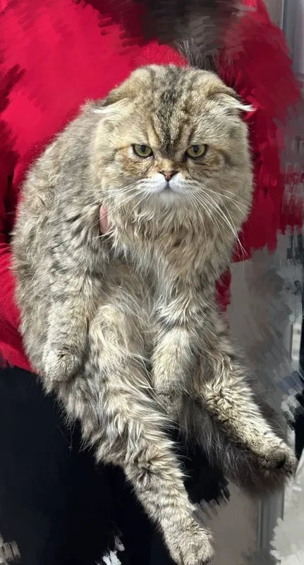 Кот скоттиш фолд — фото 1