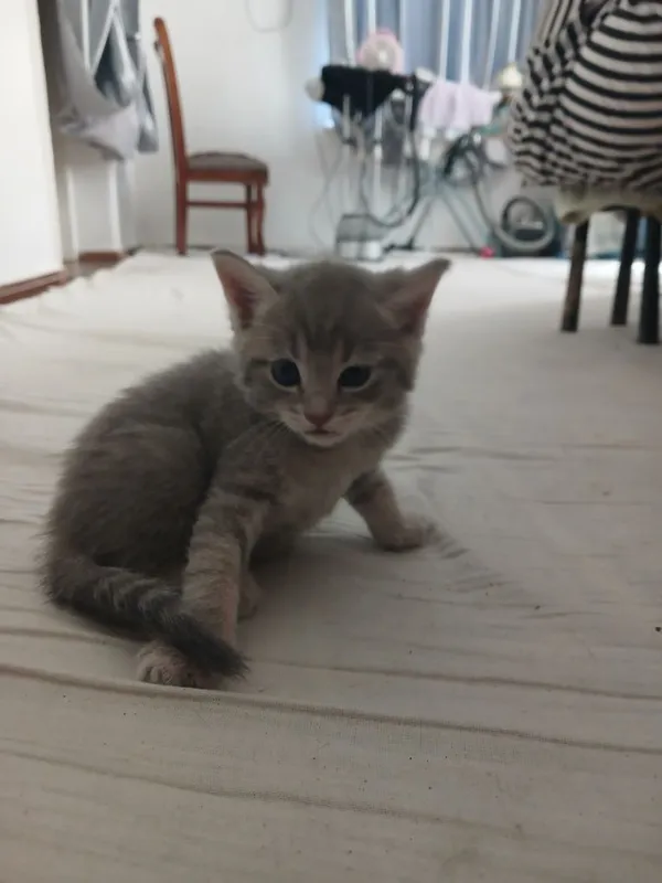 Кошка шотландский скотиш фолд ихнин мама 3 котят Малчики 1 месяц 1 Кошка шотландский скотиш фолд ихнин мама 3 котят Малчики 1 месяц 1