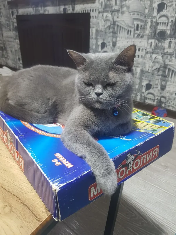 Котята скоттиш фолд/страйт 5 Котята скоттиш фолд/страйт 5