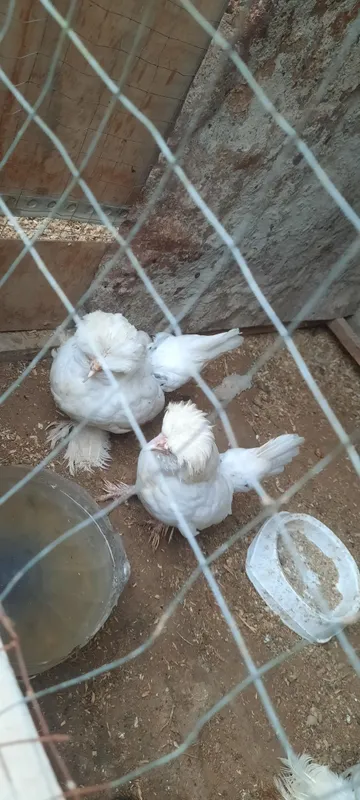 Yaponla 1+2 sotiladi 4 Yaponla 1+2 sotiladi 4