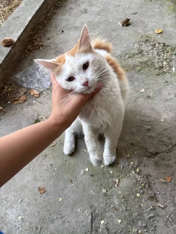 Ищем любящую семью для котика 2 Ищем любящую семью для котика 2