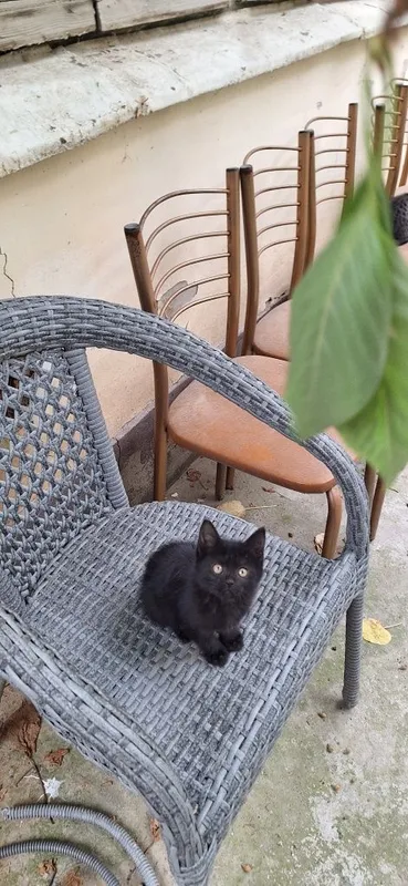 Котёнок в добрые руки девочка чёрная — фото 6