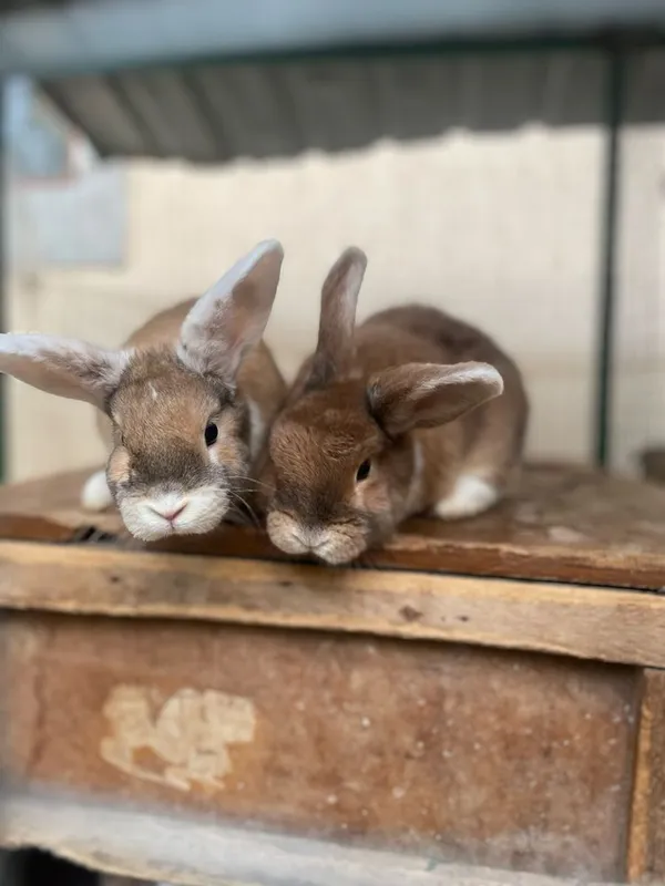Карликовые кролики — фото 2