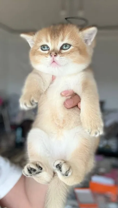 Шотландские котята 2 Шотландские котята 2