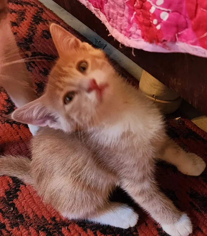 Домашние котята в добрые руки 2 Домашние котята в добрые руки 2