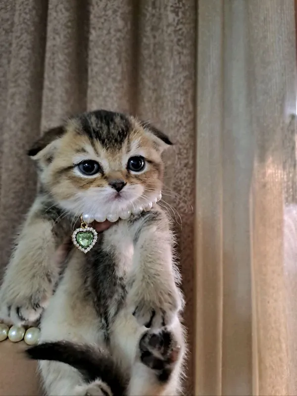 продаю котят шиншил — фото 2