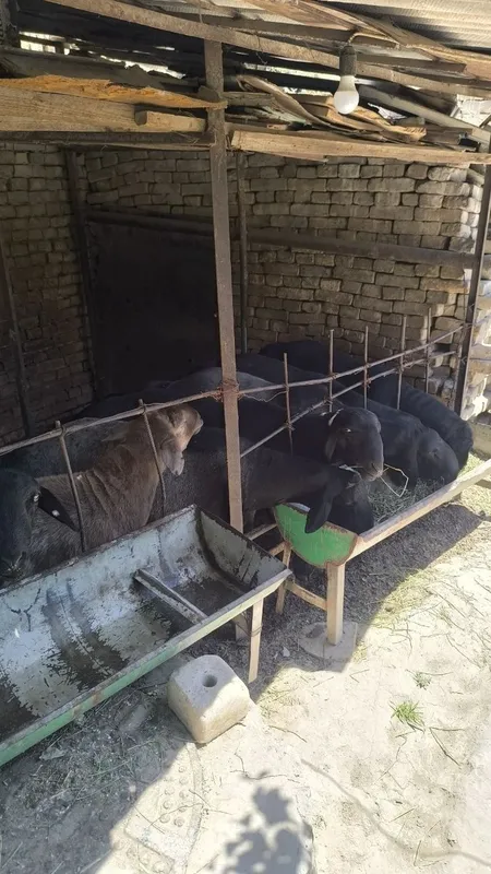 Qòylar sotiladi. 6 Qòylar sotiladi. 6
