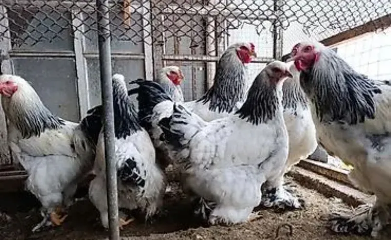 Svetliviy bramma tuxumlari qoni toza hammasi Yiriy tuxumla