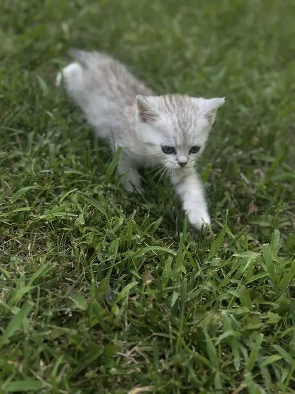 Продаются котята шотландские 5 Продаются котята шотландские 5