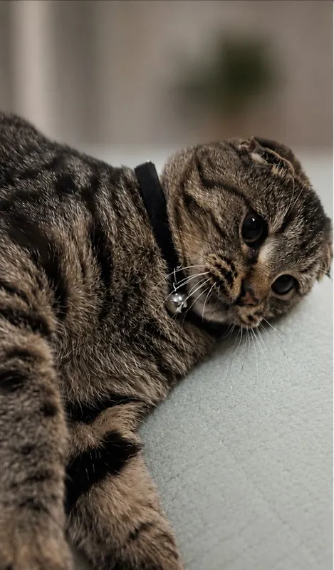 Scottish Fold 3 Scottish Fold 3