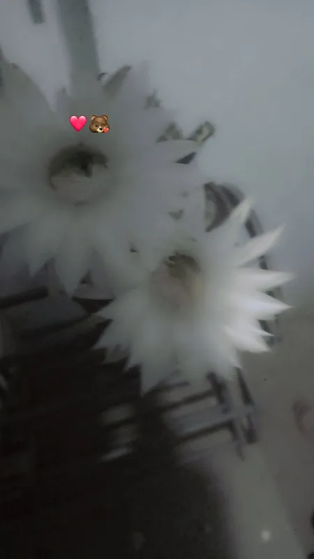 kaktus guli kaktus guli