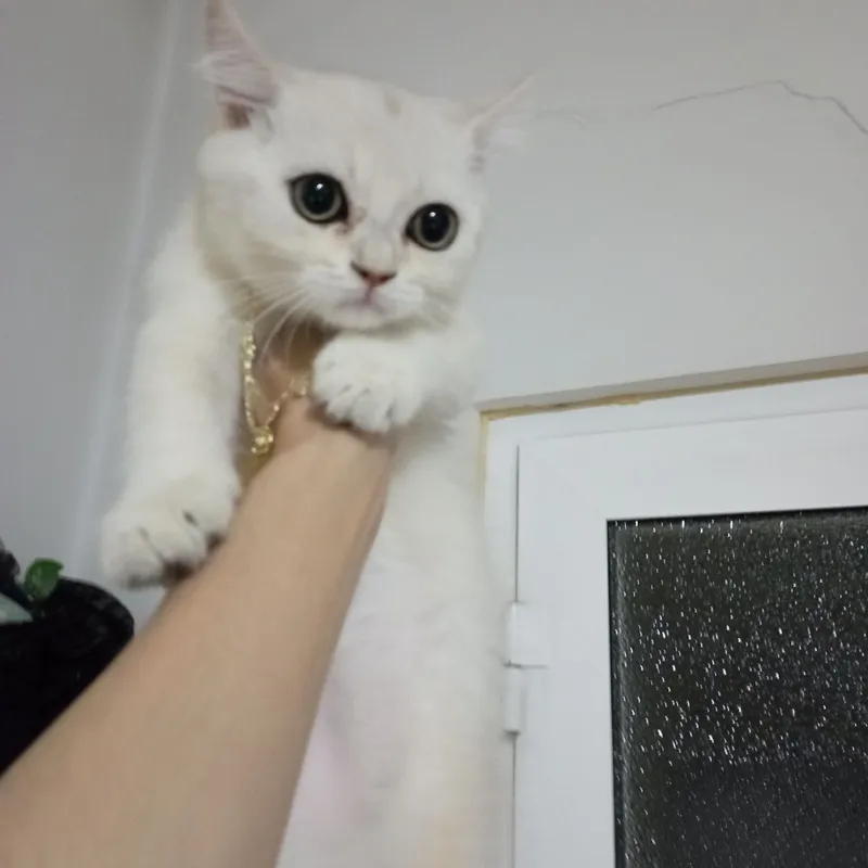 Serebristi shinshila 3 Serebristi shinshila 3