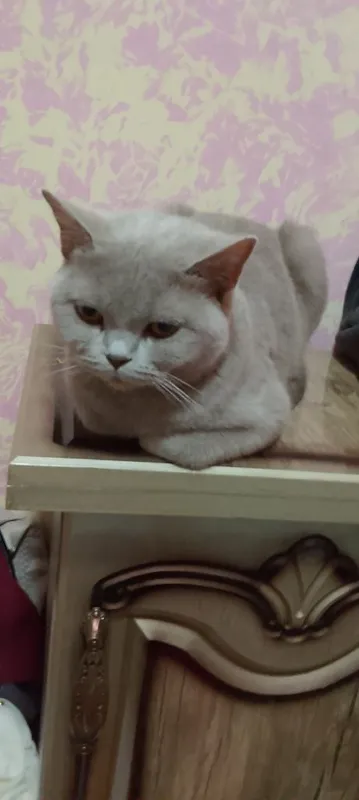 Продаю кошку британская кошка — фото 5