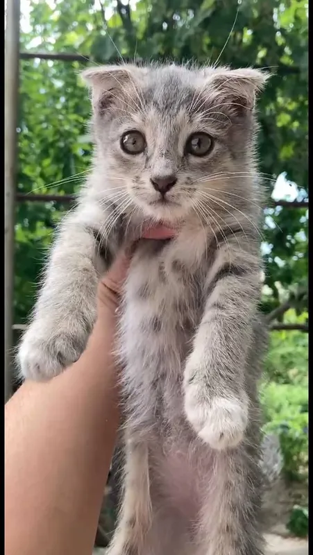 кошка 4