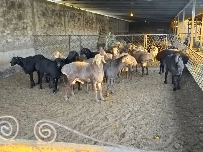 Zotdor Qo'chqorlar sotiladi narxini kelishamiz telefon qiling — фото 4