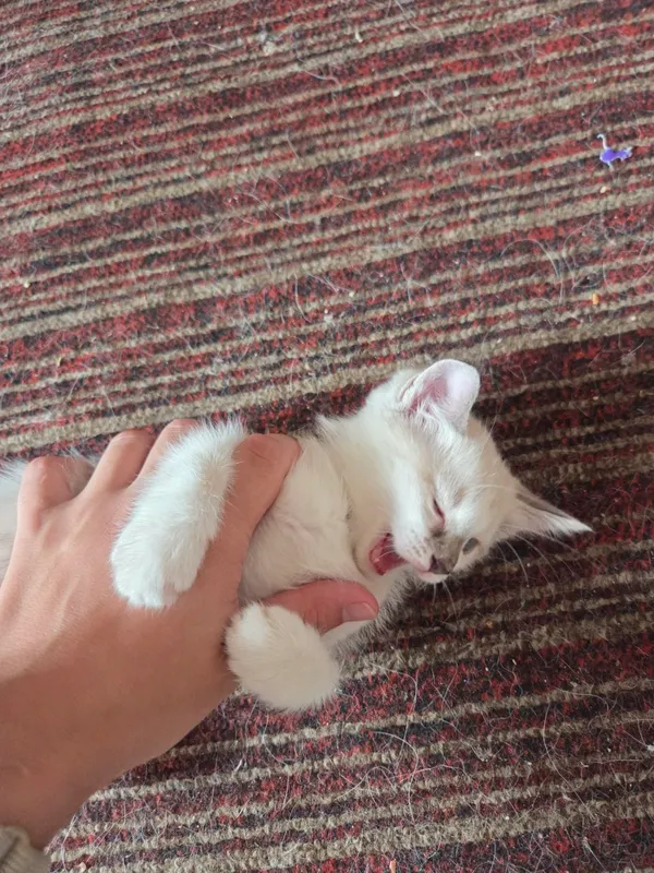 отдам котят в хорошие руки 1